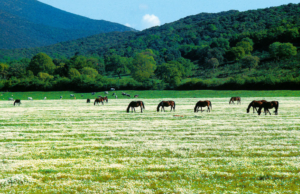 La Pulledraia Del Podere Montegrappa Alberese Exterior foto